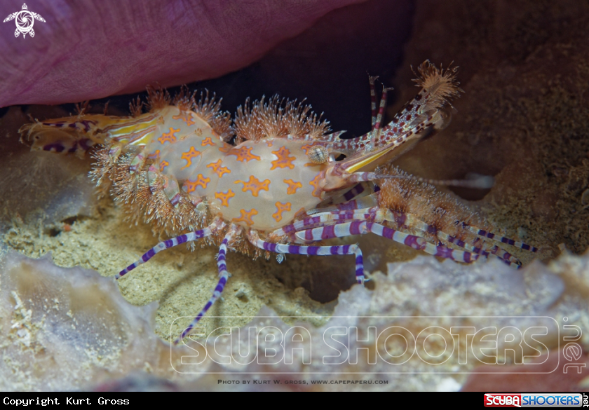 A Marble shrimp