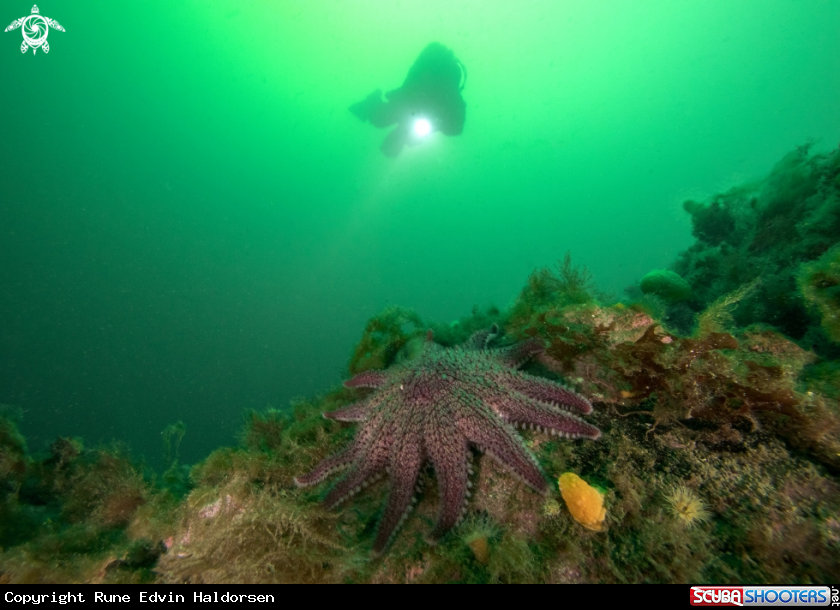 A Sunstar