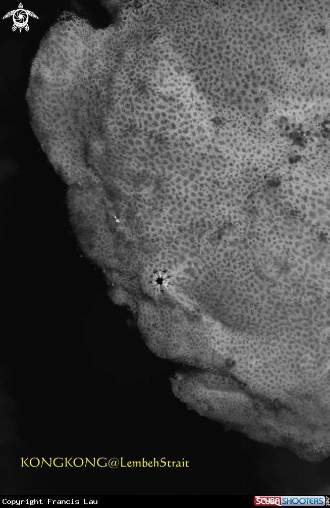 A Giant Frogfish