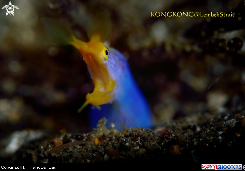 A Blue Ribbon Eel