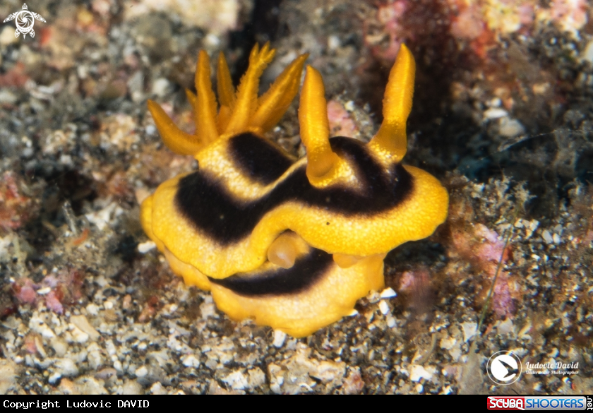 A Josh's Chromodoris Nudibranch