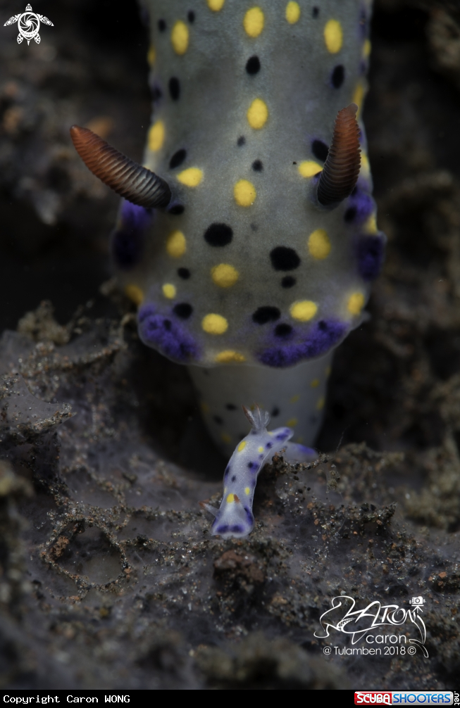 A Nudibranch
