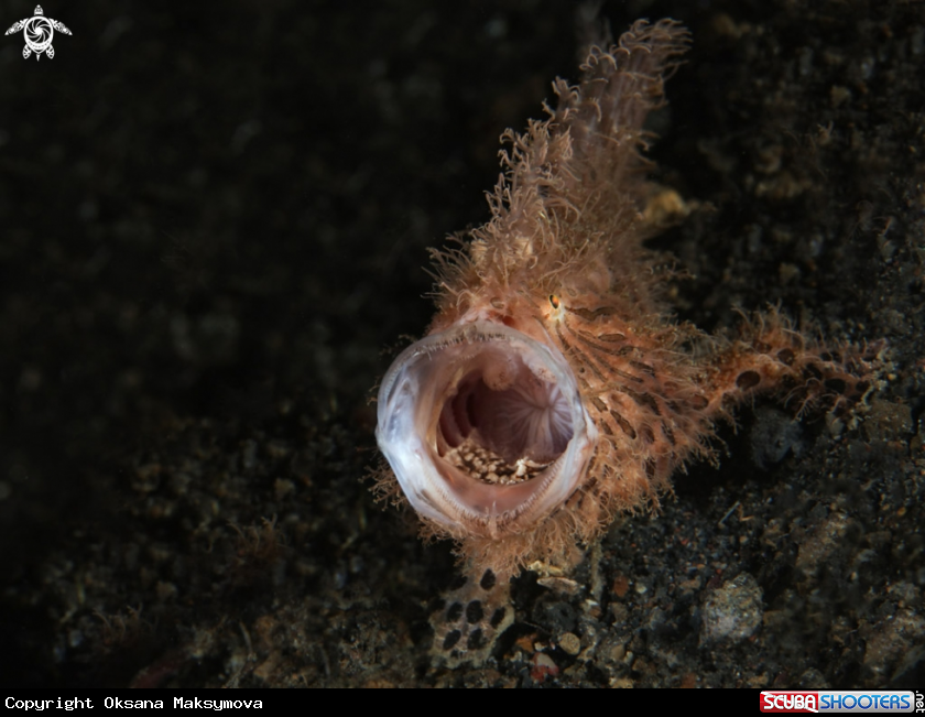 A Hairy frogfish  (Antennarius striatus) 