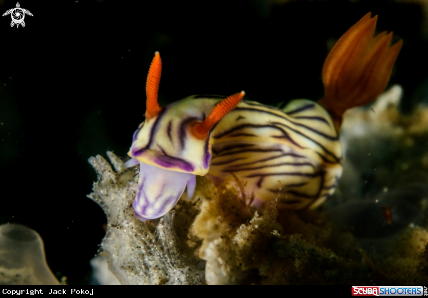 A Hyselodoris zephyra