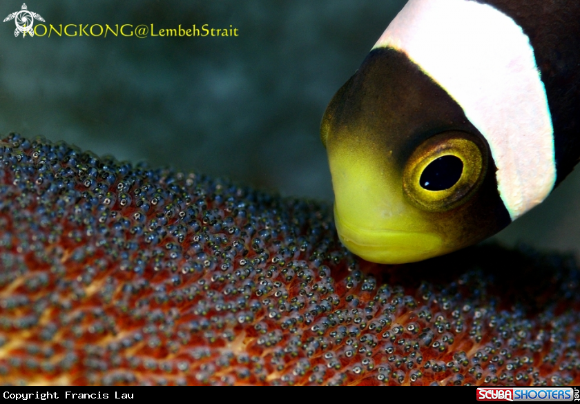 A Sebae Anemonefish