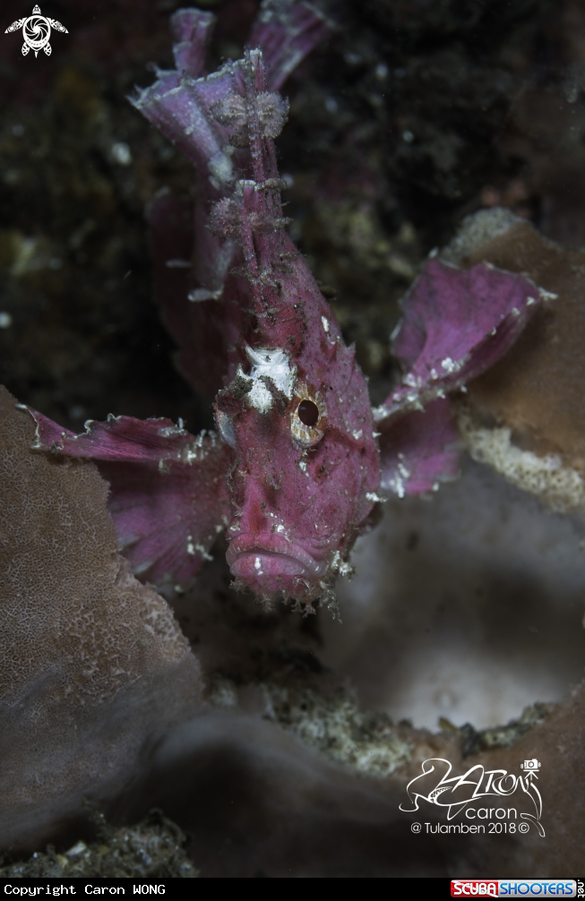A Leaf Fish