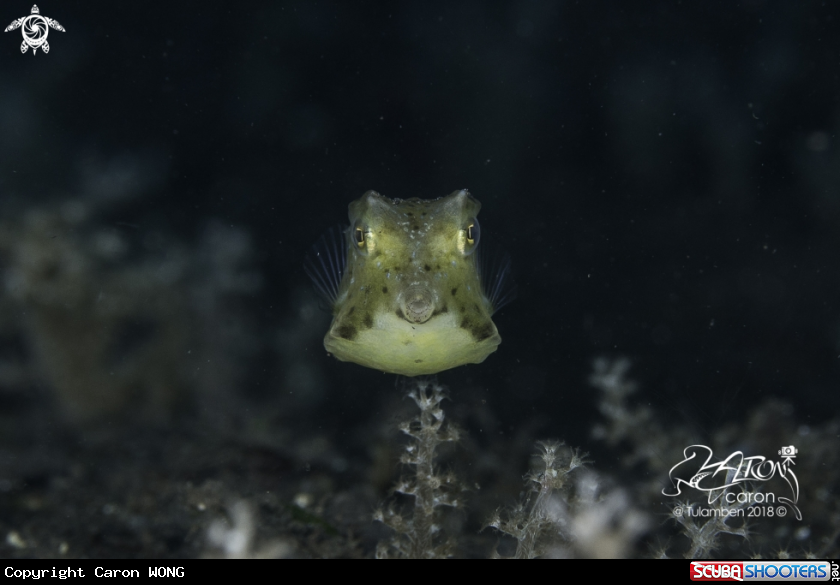 A Box fish