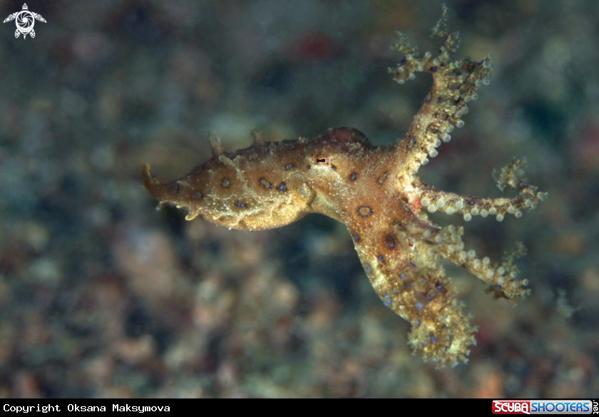 A Bluering octopus
