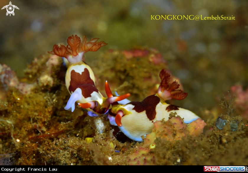 A Nudibranch