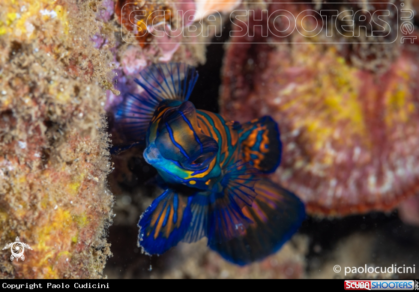 A Mandarin Fish