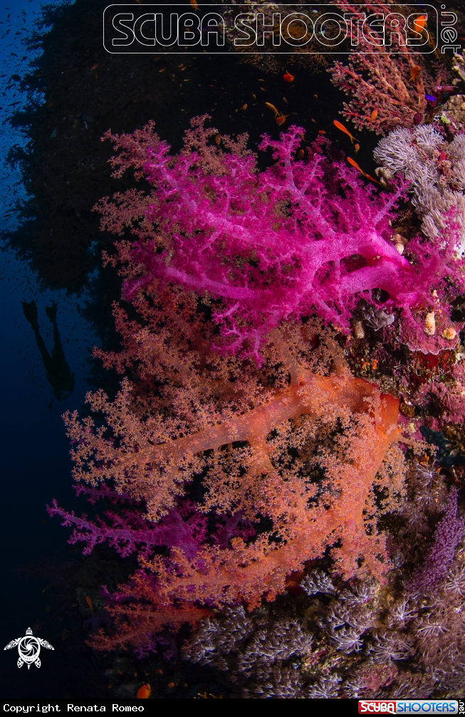 A Soft corals