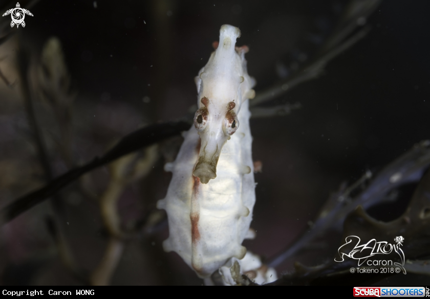 A seahorse