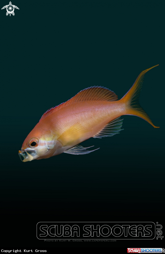 A Redfin Anthias, Rotflossen Riffbarsch