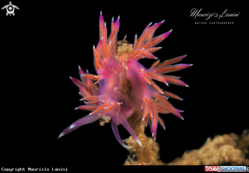 A Flabellina affinis 