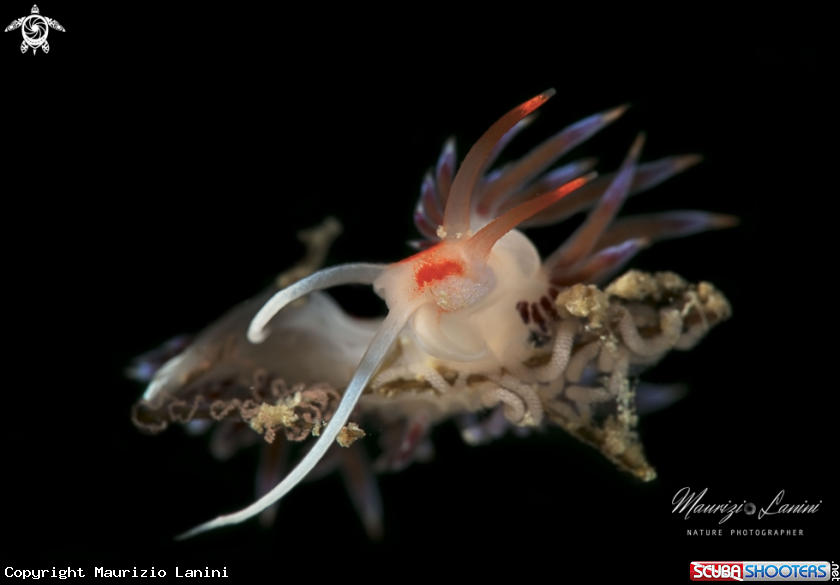 A Cratena peregrina