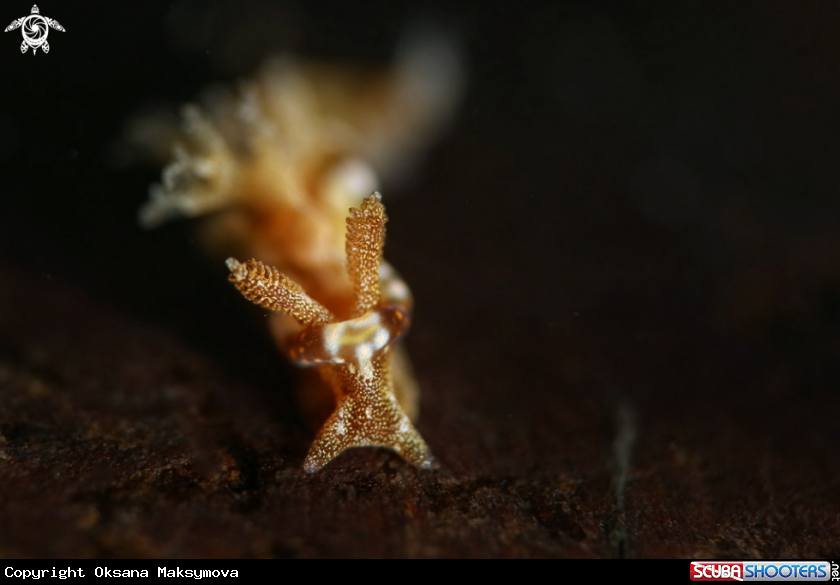 A Nudibranch  Goniodoris joubini