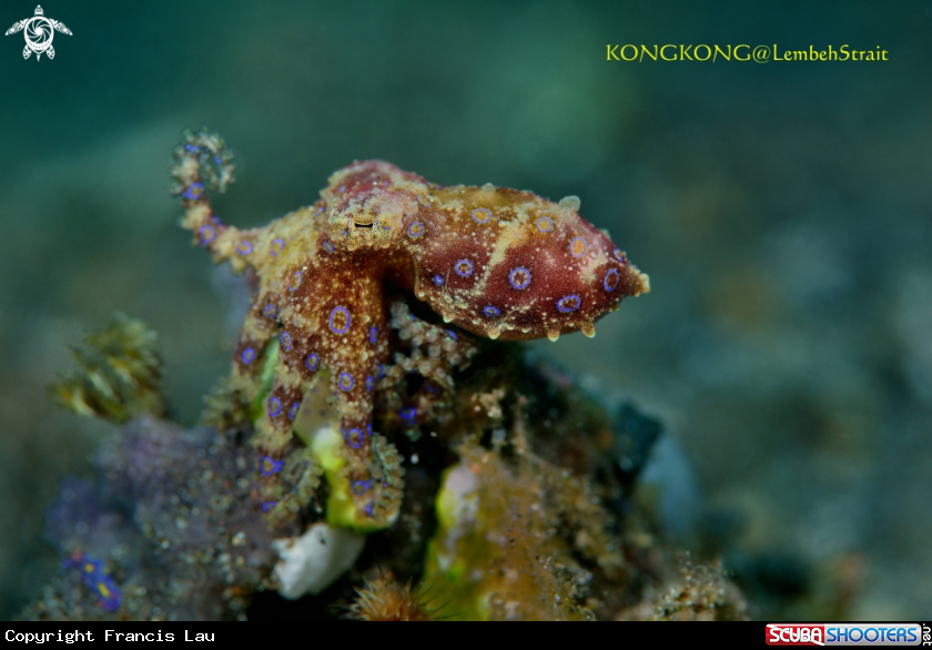 A Blue Ring Octopus