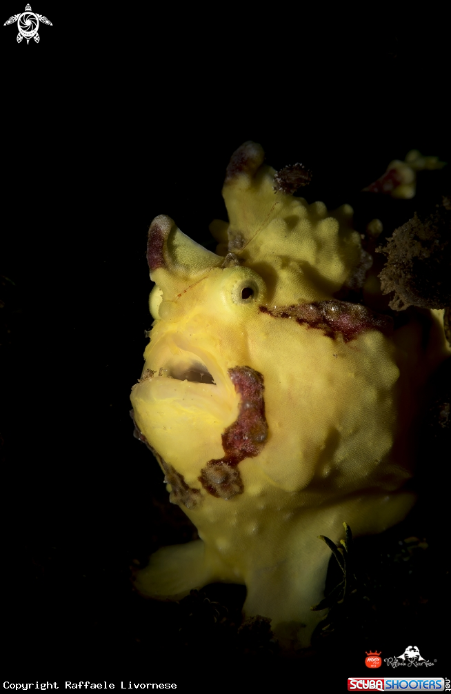 A Painted frogfish