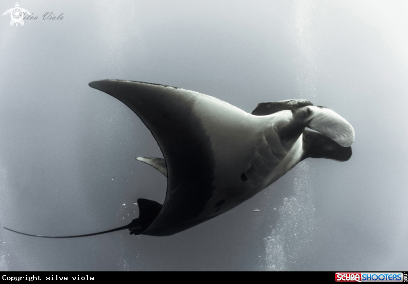 A Giant Oceanic Manta