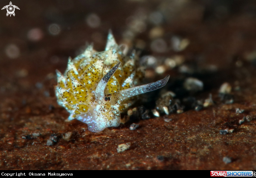 A Sheep nudi (Costasiella kuroshimae)