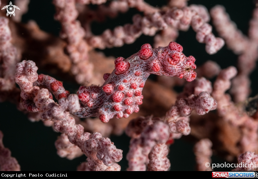 A Pigmy Sea Horse