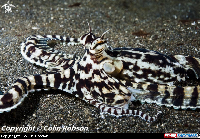 A mimic octopus