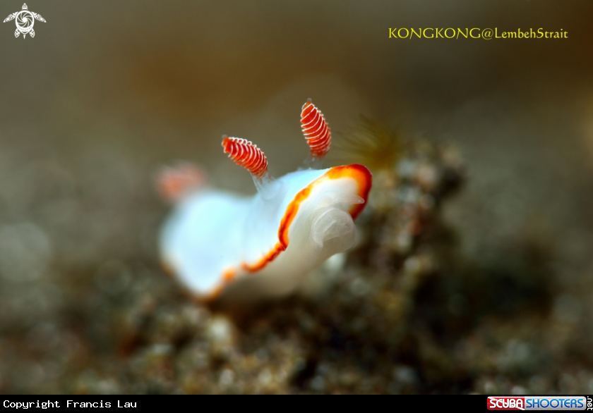 A Nudibranch