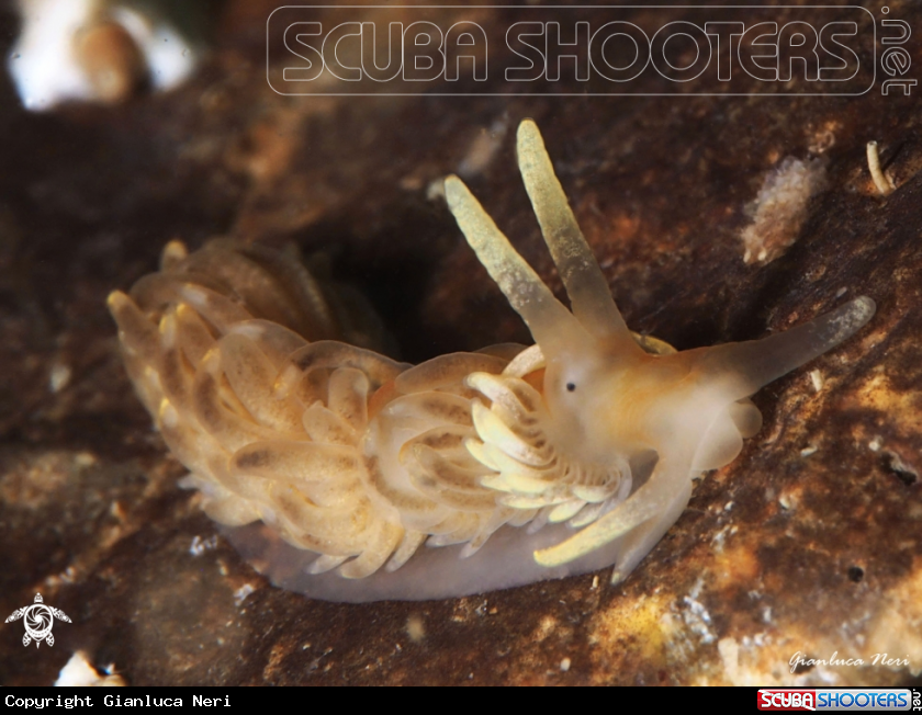 A Aeolidiella