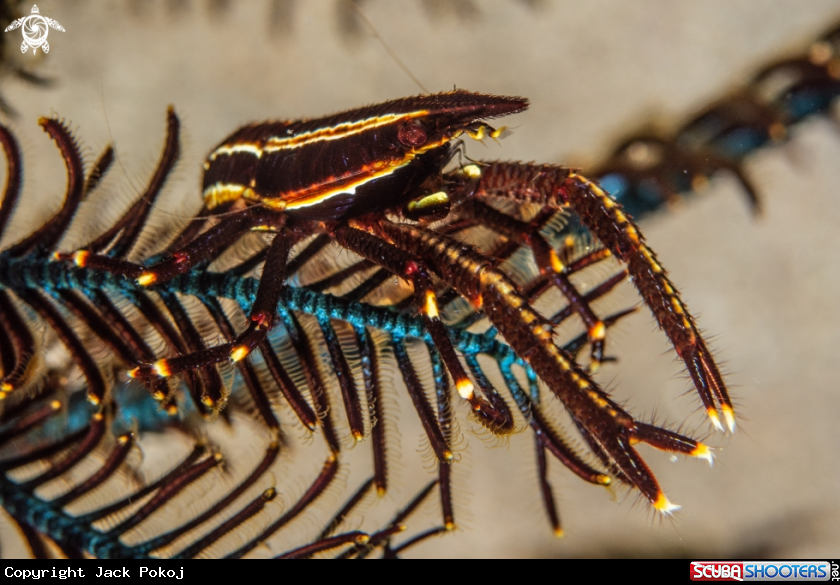 A Elegant crinoid squat lobster