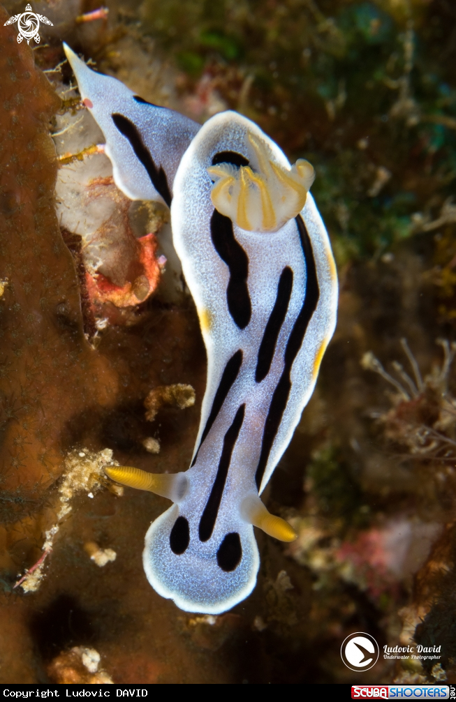 A Diana's Chromodoris Nudibranch