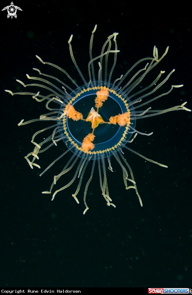 A Hydromedusa
