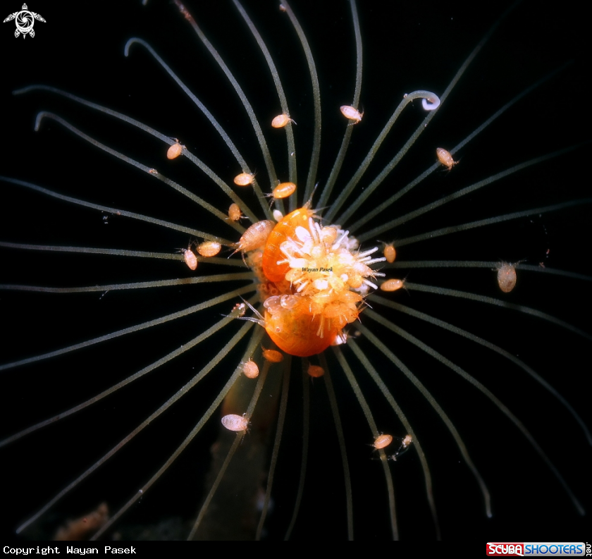A Amphipods