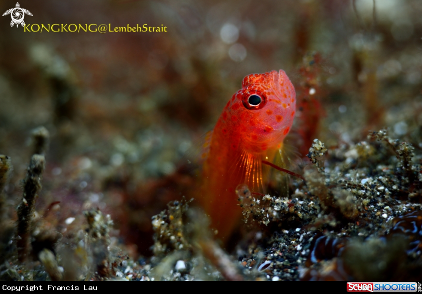 A Okinawa Pygmygoby 