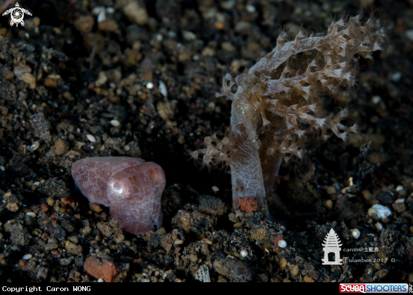 A cuttlefish