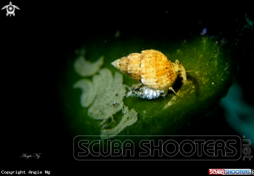 A Shell 