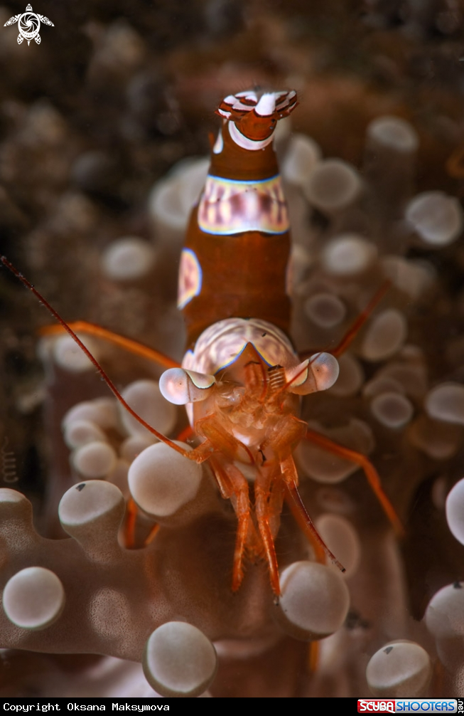 A Sexy Shrimp (Thor amboinensis)