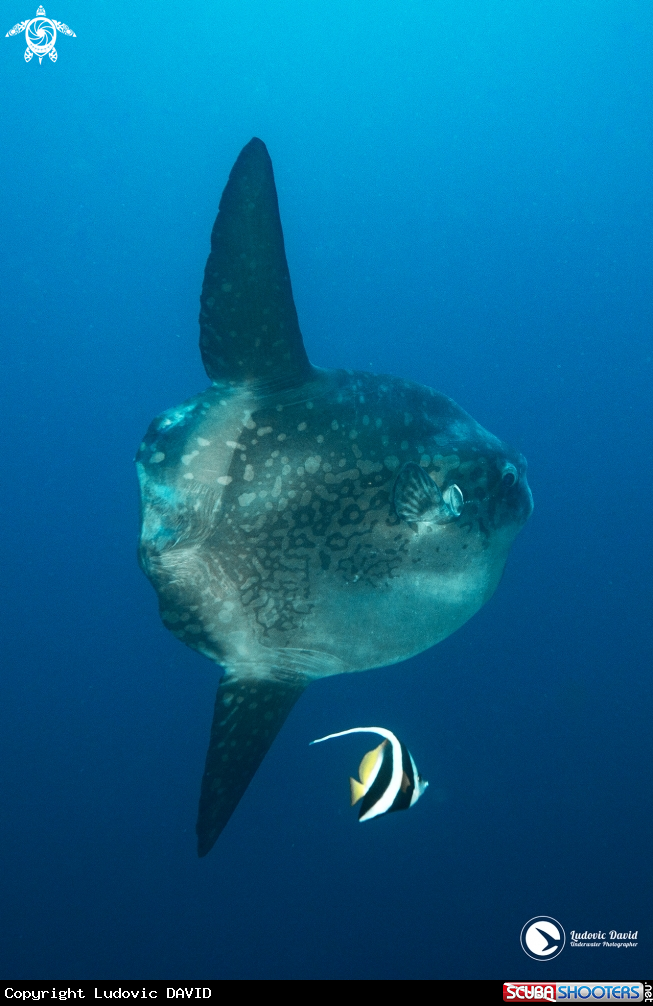 A Mola