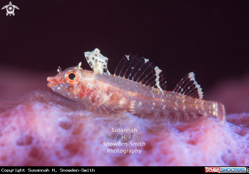 A Triplefin In Contrast