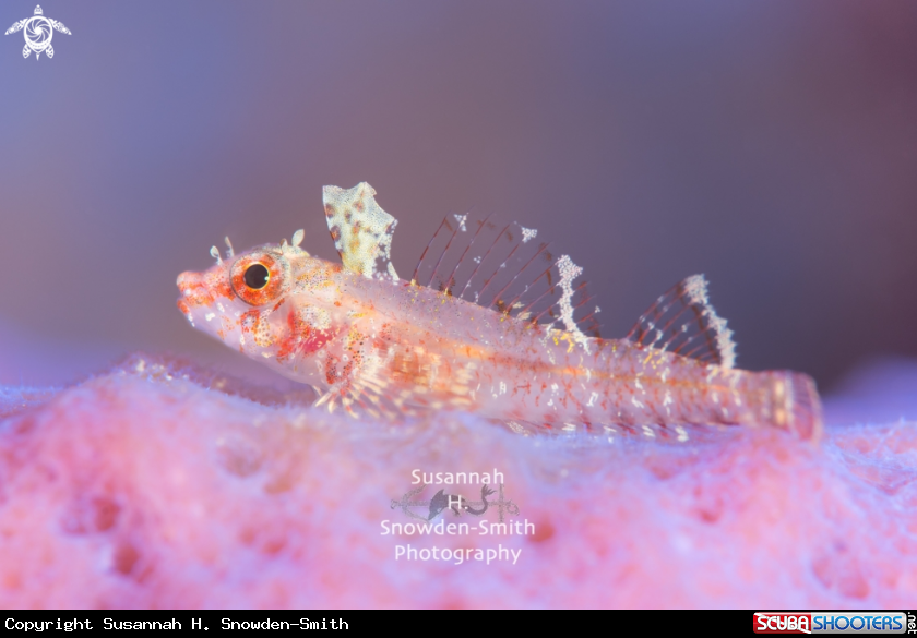 A Triplefin In Soft Pink