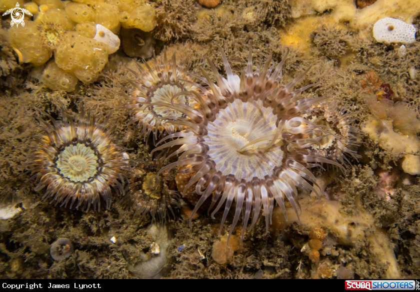 A Elegant Anemones