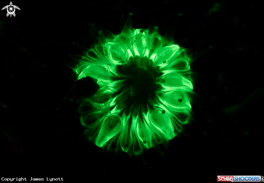 A Devonshire Cup Coral
