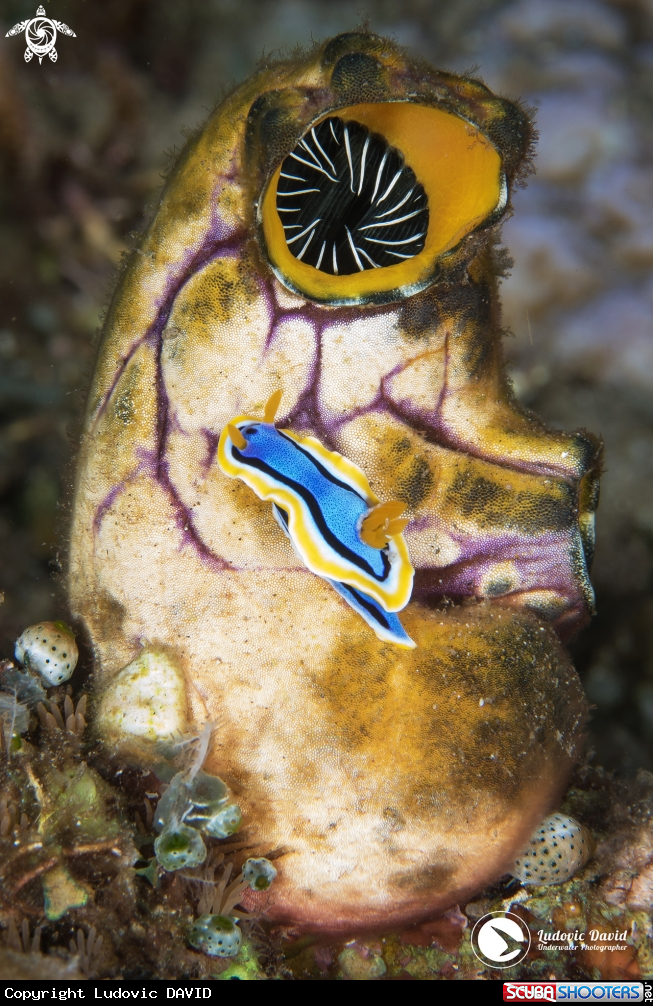 A Anna's Chromodoris Nudibranch