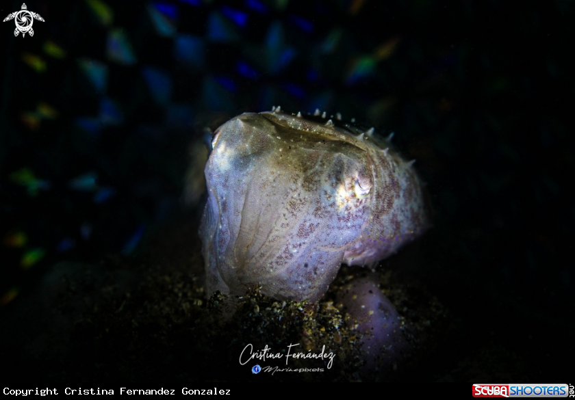 A Cuttlefish