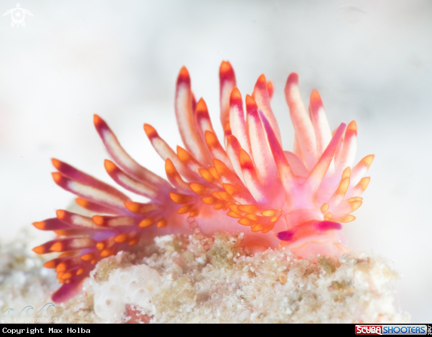 A Redline flabellina