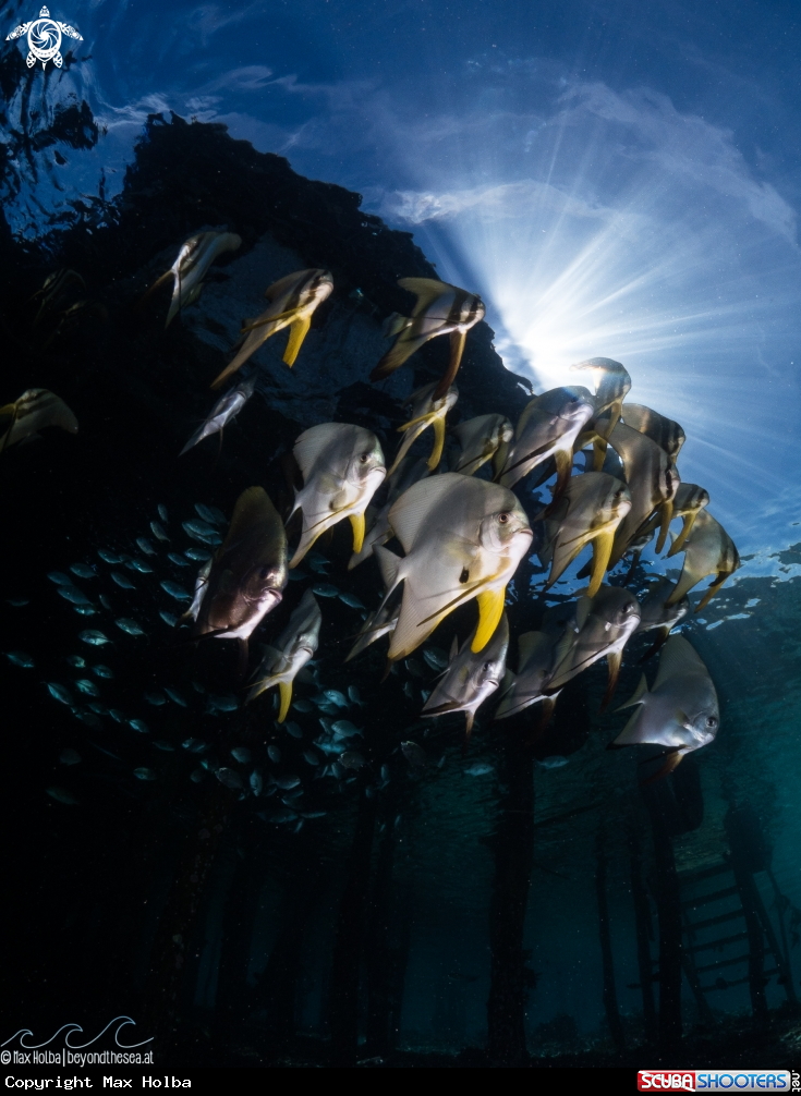 A Longfin spadefish