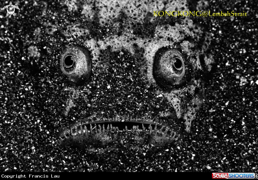 A Stargazer Fish