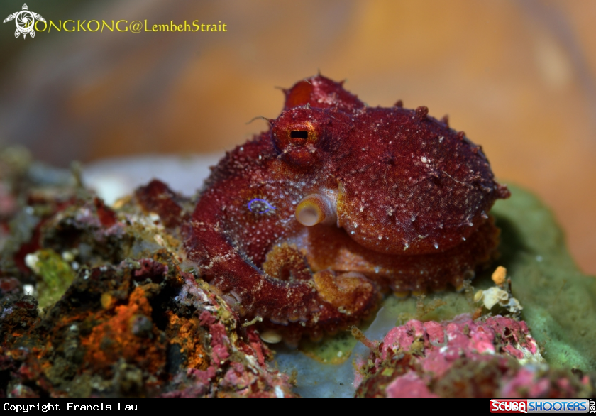 A Mototi Octopus
