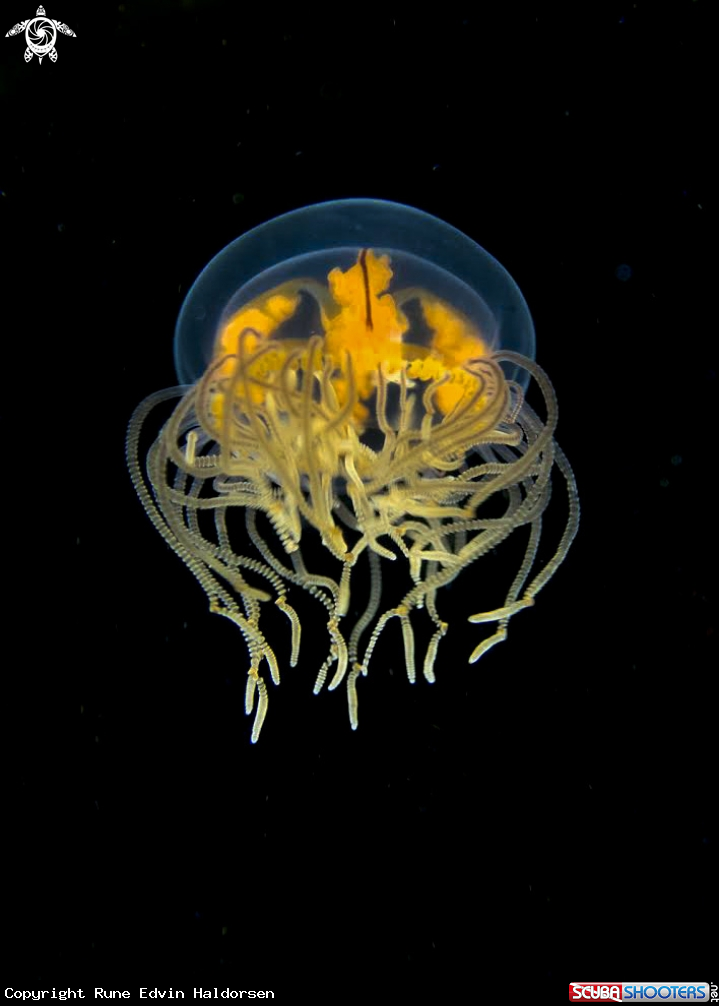 A Hydromedusae