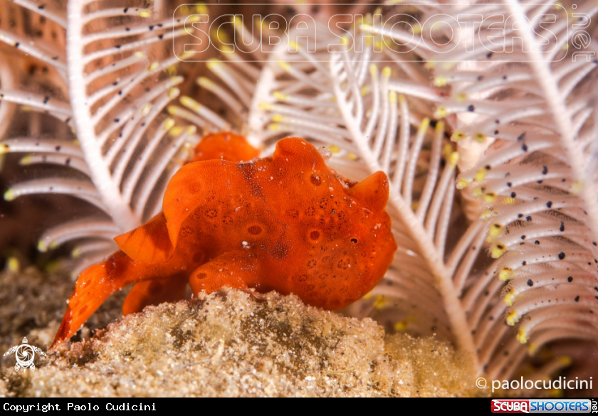 A Painted Frogfish
