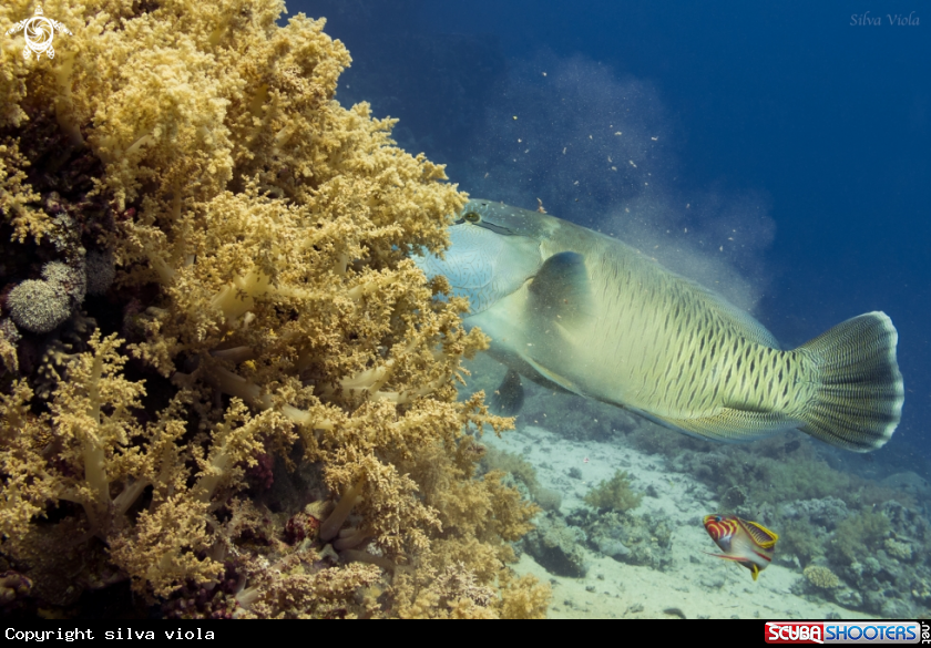 A Napoleon Wrasse & Klunzinger's Wrasse 